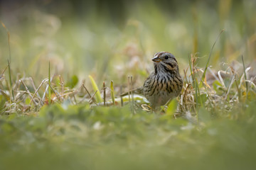 Sparrows foraging in grass in springtime 