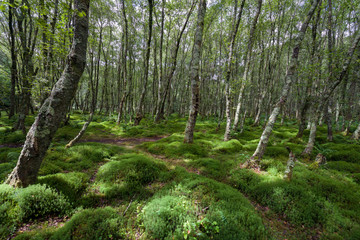 Forest with green carex, green tussock, grass and trees covered with moss in Glendalough, Ireland