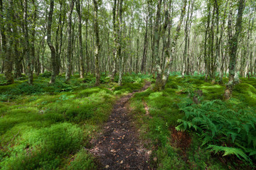 Obraz premium Forest with green carex, green tussock, grass and trees covered with moss in Glendalough, Ireland