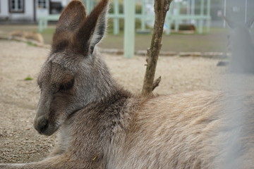 カンガルー