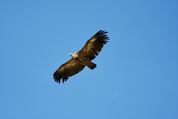 Fototapeta na wymiar vautour
