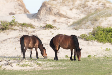 Fototapeta na wymiar Wild Horses on the Northern End of the Outer Banks at Corolla North Carolina