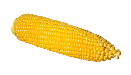 Corn isolated on white background