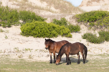 Wild Horses on the Northern End of the Outer Banks at Corolla North Carolina