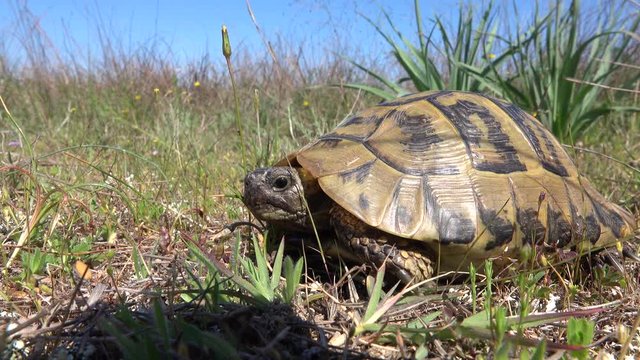 Griechische <Landschildkr&ouml;te in Griechenland