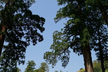 木の間からの空