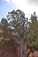 Arches National Park, Utah. U.S.A. Beautiful pinyon and juniper pine trees