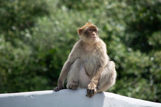 macaque monkey Gibraltar