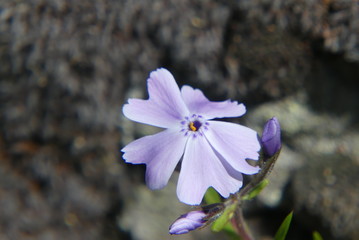 Macro Spring Flowers in Idaho