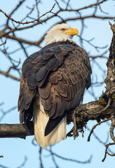 Bald Eagle perched
