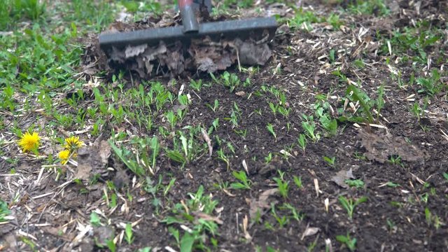 Garden cleaning with Rake. Cleaning of fallen leaves with rakes