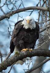Bald Eagle perched