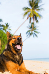 A happy dog  playing at the beach.