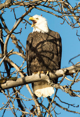 Bald Eagle perched