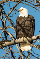Bald Eagle perched