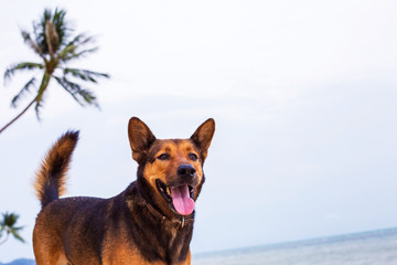 A happy dog on the beach.