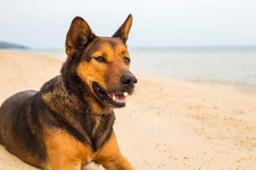 A dog on the beach.