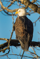 Bald Eagle perched