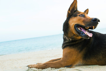 Fototapeta na wymiar A happy dog playing at the beach.