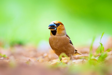 Cute little bird Hawfinch. Hawfinch is feeding on the ground. Green nature background. Bird: Hawfinch. Coccothraustes coccothraustes.