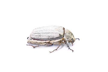 Beetle : White beetle (Lepidiota stigma Fabricius) isolated on white background. Edible beetle from southern Thailand. Entomophagy, other natural sources of nutrients. Exotic food