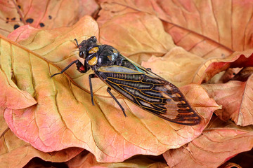 Cicada : Blue butterfly-wings cicada (Distantalna splendida) is a cicada species from southeast Asia (Thailand, Myanmar and India) Butterfly cicadas with broad multicolor wings. 