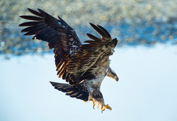 Bald eagle salmon attack