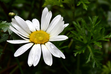 White chamomile flower with water drops on petals on a sunny day after heavy rain. Close up. Background. Camomoile. Daisy