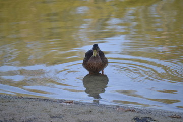 duck in water