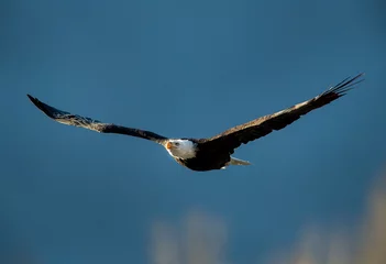 Keuken foto achterwand Bald eagle soaring © Chris