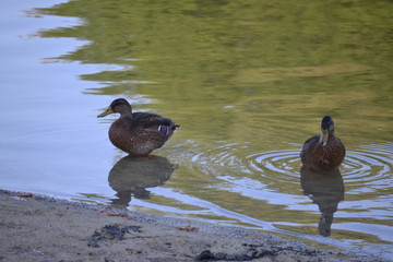ducks on lake