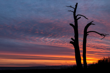 dead tree and beautiful sunset on Tarkhovsky beach