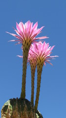 Sky Pink Cactus Flower