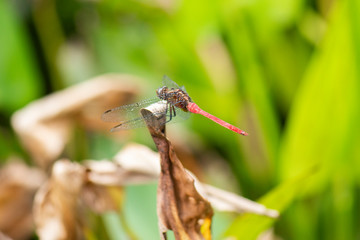 Small beautiful dragonfly