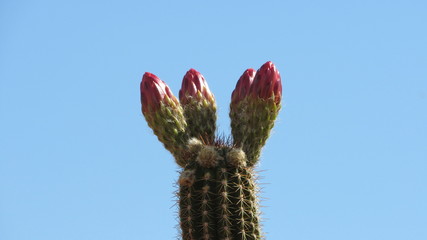before blooming torch cactus