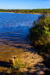 Coastal Saltwater Tidal Marsh in the Croatan National Forest, North Carolina