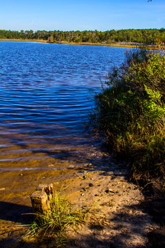 Coastal Saltwater Tidal Marsh In The Croatan National Forest, North Carolina