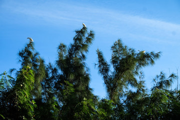Cattle Egrets Perched