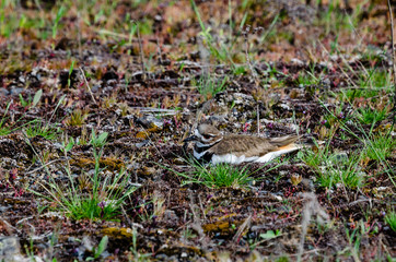 Killdeer At Turnbull National Wildlife Refuge