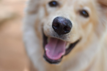 a cute dog playing outdoor