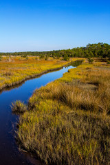 Coastal Saltwater Tidal Marsh in the Croatan National Forest, North Carolina