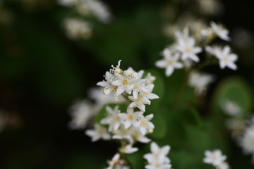 Fuzzy deutzia (Deutzia scabra)