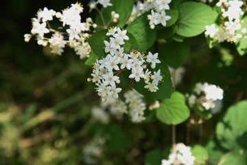 Fuzzy deutzia (Deutzia scabra)