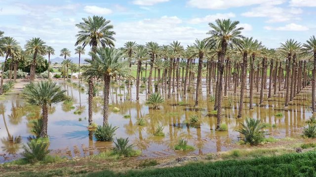 Yuma Tree Farm