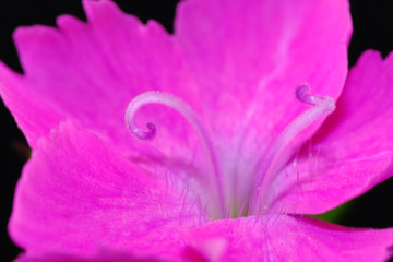 pink dianthus flower closeup