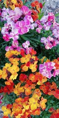 Bright floral background. Multi-colored garden flowers create a carpet of red, yellow, orange, lilac flowers. The joyful, positive mood of blooming summer