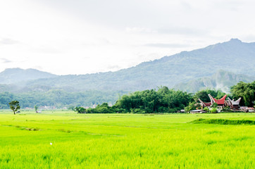 Rantepao rice field Indonesia Toraja