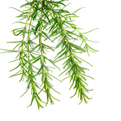 Rosemary or Rosmarinus Herbs Plants Isolated on white background. Selective focus.