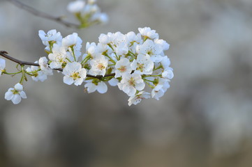 Fototapeta premium Pear flower in full bloom in spring