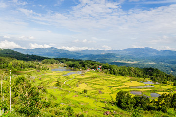 Fototapeta na wymiar Rantepao rice field Indonesia Toraja